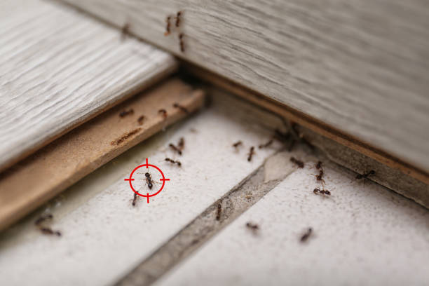 Best Best Pest Control Companies  in Cleveland, NC