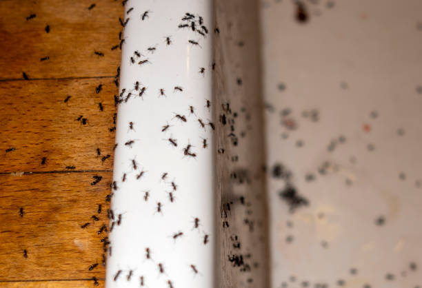 Best Termite Control Services  in Cleveland, NC